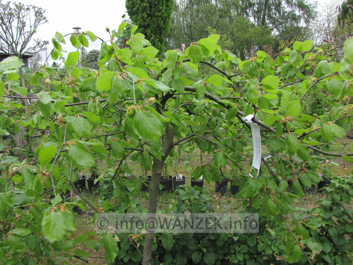 Fagus sylvatica Tortuosa (Suentelensis) - Staemmchen 1,5m.JPG